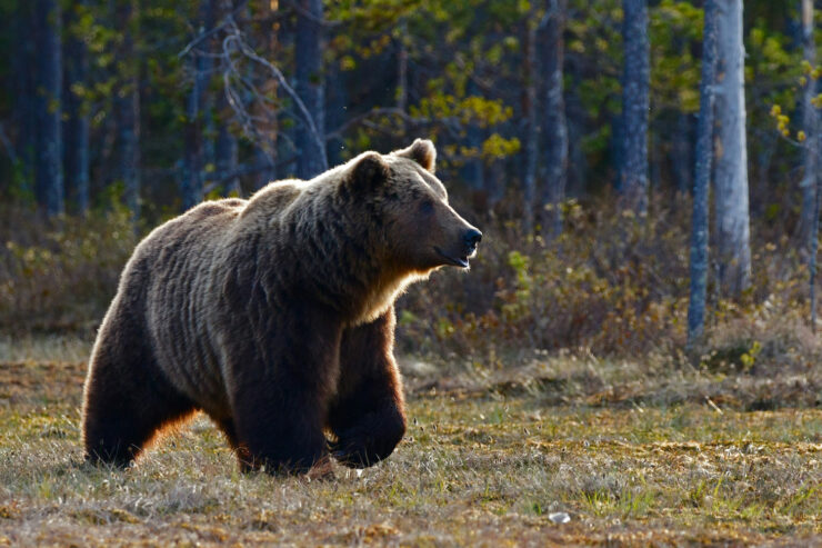 Photo of a brown bear in a clearing