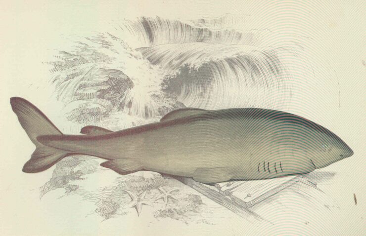 Illustration of the Greenland Shark from History of the Fishes of the British Islands (1877)