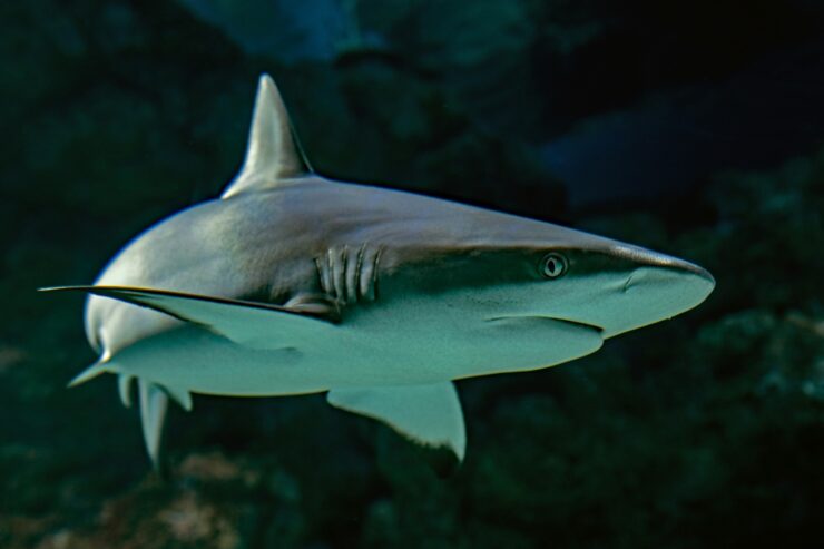 Underwater grey reef shark