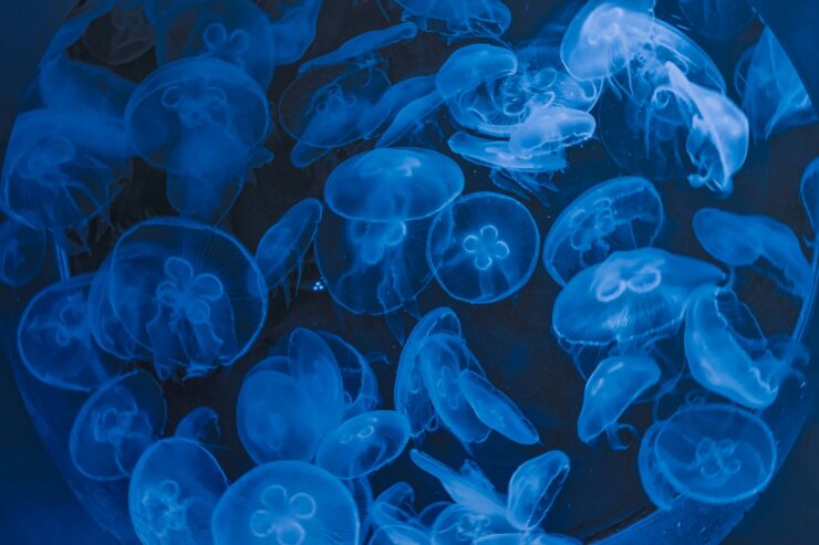 bioluminescent jellyfish