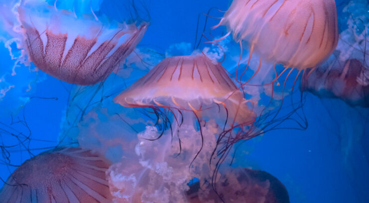 Underwater several large pink jellyfish clustered together