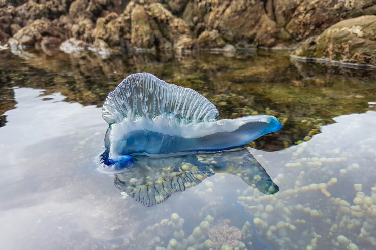 Portuguese Man o' War above shallow water