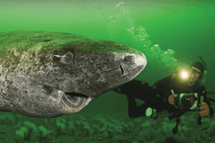 Greenland Shark swimming beside a human in a wetsuit holding an underwater camera
